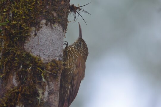 Montane woodcreeper foraging on a mossy tree trunk, Bellavista Cloud Forest Reserve, Ecuador