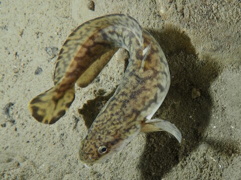 A burbot (Lota lota) on a sandy bed, Gro&szlig;er Parkplatz dive site, Herrliberg, Lake Zurich, Canton of Zurich, Switzerland