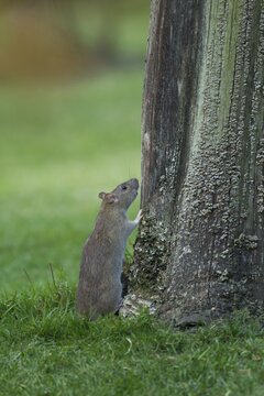 Brown rat (Rattus norvegicus) adult rodent animal looking up a tree stump in a garden, England, United Kingdom
