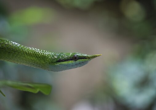 Rhinoceros ratsnake (Gonyosoma boulengeri), alto-animal, captive, animal portrait, China