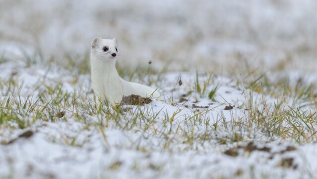Stoat (Mustela erminea), in winter fur on a meadow covered with snow, Swabian Alb Biosphere Reserve, Baden-W&uuml;rttemberg, Germany