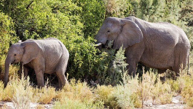 African forest elephants (Loxodonta cyclotis), Namibia