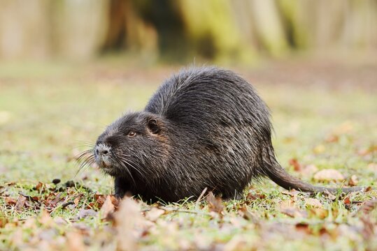 Nutria or swamp beaver (Myocastor coypus) on the shore, North Rhine-Westphalia, Germany, neozoon in Europe