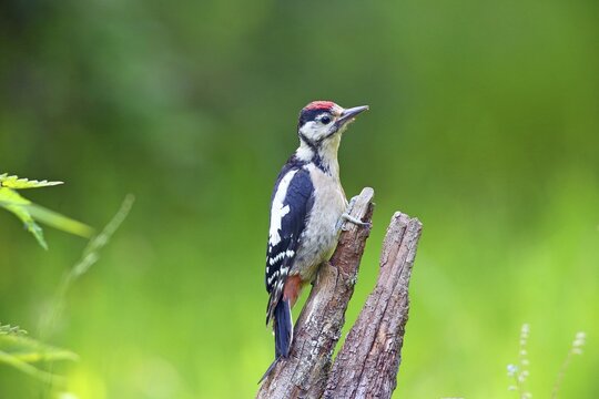 Great spotted woodpecker (Picoides major) young bird on a root, Solms, Hesse