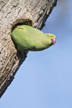 Rose-ringed parakeet (Psittacula krameri), Rhineland-Palatinate, Germany