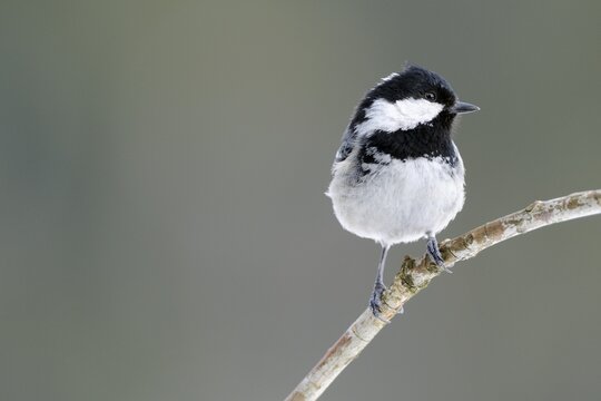 Coal Tit (Periparus ater, formerly Parus ater)