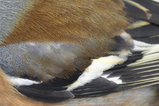 Eurasian chaffinch (Fringilla coelebs) adult male bird close up of its wing feathers, England, United Kingdom