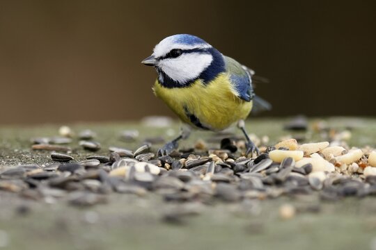 Blue tit (Cyanistes caeruleus) at a feeding station, wildlife, Germany