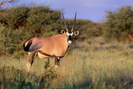 Oryx gazella, South African ram, adult, foraging, Mokala National Park, Northern Cape, South Africa