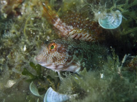 A ringneck blenny (Parablennius pilicornis) with bright orange speckled markings peeks out from among the seaweed, dive site in the Cap de Creus Marine Protected Area, Rosas, Costa Brava, Spain, Mediterranean Sea