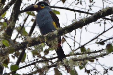 Plate-billed mountain toucan perched high on an open lichened branch, Bellavista Cloud Forest Reserve, Ecuador © Christian