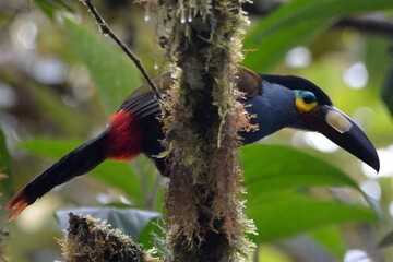 Plate-billed mountain toucan peeking from behind a vertical mossy trunk, Bellavista Cloud Forest Reserve, Ecuador © Christian