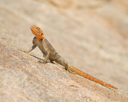 Male Namibian Rock Agama (Agama planiceps) on a granite rock near Mt Brandberg, Namibia, Africa