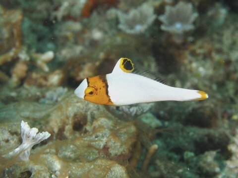 A small fish with a characteristic pattern, spotted parrotfish (Cetoscarus ocellatus) juvenile, swimming over corals, dive site Spice Reef, Penyapangan, Bali, Indonesia
