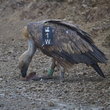 A solitary vulture feeding on carrion lying on the ground, griffon vulture (Gyps fulvus), vulture, Vulture Hide, vulture observation post, Mount Koules, Fratri, Agios Vasilios, Rethymno Province, Crete, Greek Islands, Greece
