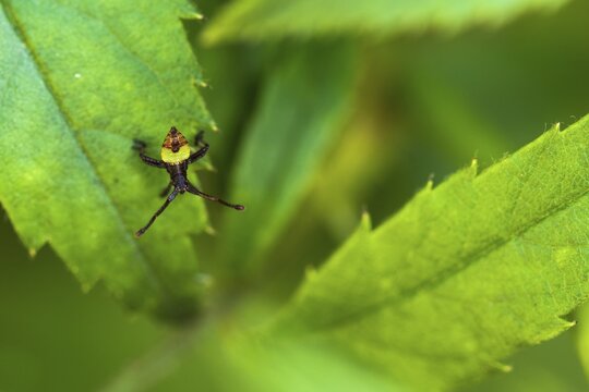 Box bug (Gonocerus acuteangulatus), freshly hatched larva on rose leaf