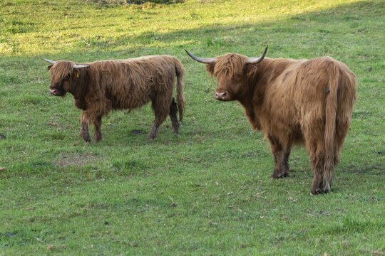 Artiodactyla, bos primigenius f. taurus, cattle, even-toed ungulate, highland cattle, kyloe, cloven-hoofed, cattle grazing, Scottish highland cattle, grazing, domesticated animals, extensive grazing, pet, highland cattle, mammals, cattle, mammals, mammals, pasture