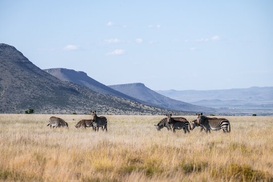 Herd, Cape Mountain Zebra (Equus zebra zebra), adult animal, Mountain Zebra National Park, Eastern Cape, South Africa
