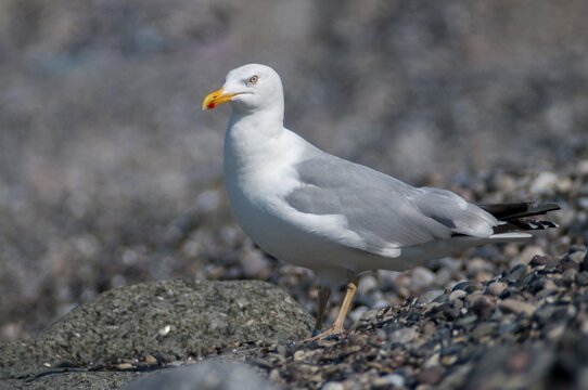 Herring gull, Larus argentatus, herring gull, birds, charadriiformes, gulls, limbols, seagulls, birds