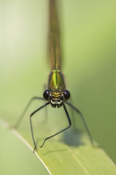 Banded demoiselle damselfly (Calopteryx splendens) adult female insect resting on a reed leaf in summer, Suffolk, England, United Kingdom