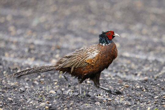 Pheasant (Phasianus colchicus Pheasant) in a field, wildlife, Burgenland, Austria