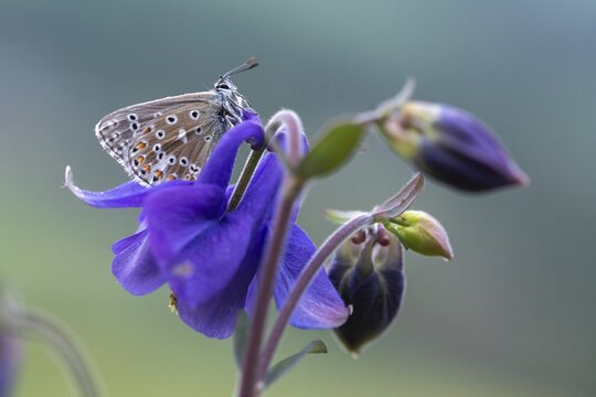 Adonis blue, sky blue blue, Lysandra bellargus, polyommatus bellargus, blue, butterfly, insects, butterfly, butterflies, butterflies