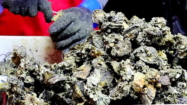 Close-up of gloved hands shucking a raw oyster with a knife, exposing pale meat, atop a large pile of barnacle-encrusted raw oyster shells at a seafood processing station.