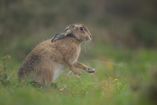 European brown hare (Lepus europaeus) adult animal stretching in grassland, Suffolk, England, United Kingdom