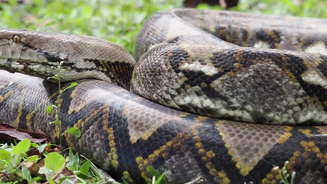 Reticulated python on the grass coiled low to the ground amidst green plants and foliage.