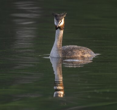 Great Crested Grebe (Podiceps Scalloped ribbonfish) swimming on a pond, Thuringia, Germany