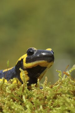 Fire salamander (Salamandra salamandra), running over moss, looking into the camera, animal portrait, wildlife, North Rhine-Westphalia, Germany