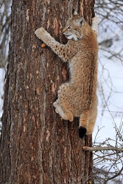Eurasian lynx (Lynx lynx), half grown young animal, nine months old, in winter, in snow, climbing on tree, captive, Montana, North America, USA