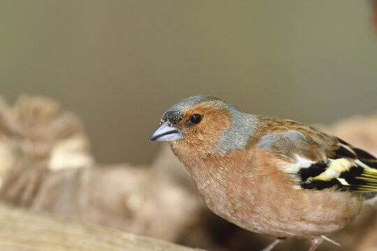 Common chaffinch (Fringilla coelebs), male, sitting on a stone, animal prtrait, Wilden, North Rhine-Westphalia, Germany