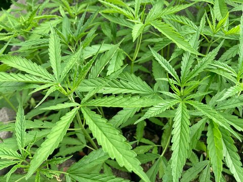 Macro photography of green cannabis or hemp leaves texture background in the garden.