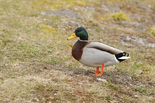 Mallard (Anas platyrhynchos), male, standing in a meadow on the lakeshore, Chiemsee, Bavaria, Germany