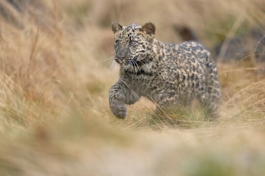 Indian indian leopard (Panthera pardus fusca) young in a forest, Czech Republic