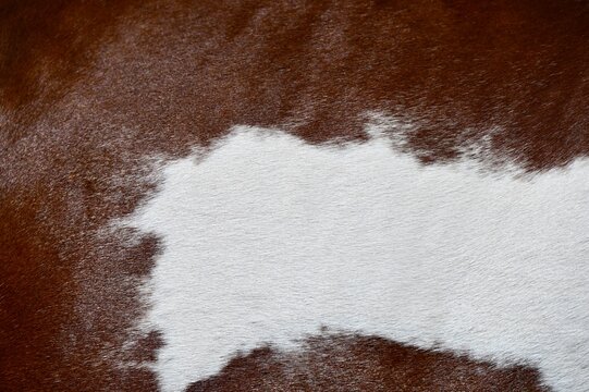 A macro close-up background texture of natural brown and white cowhide leather fur. High-resolution surface of genuine animal skin with short hairy pelt detail, ideal for country, western, and rustic