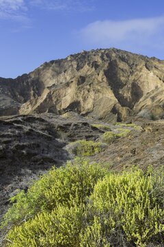 Vegetation at Punta Pitt, San Crist&oacute;bal Island, Gal&aacute;pagos Islands, Ecuador