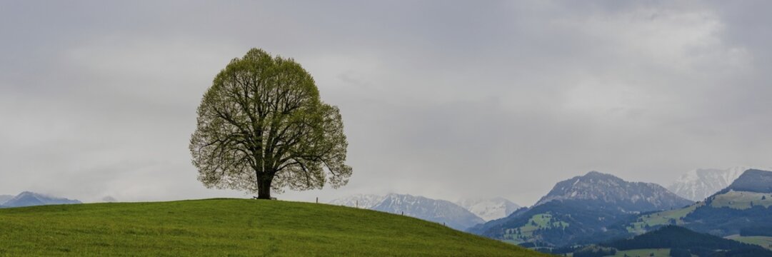 Peace lime tree (Tilia) on the Wittelsbacher H&ouml;he, 881m, Illertal, Allg&auml;u, Bavaria, Germany