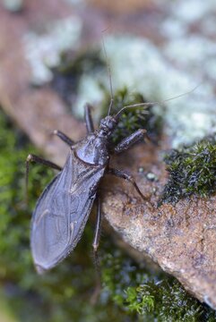 Large predatory bug, heteroptera, Reduviidae, Reduvius personatus, dust bug, high size, portrait format, insects, masked hunters, predatory bugs, bedbugs