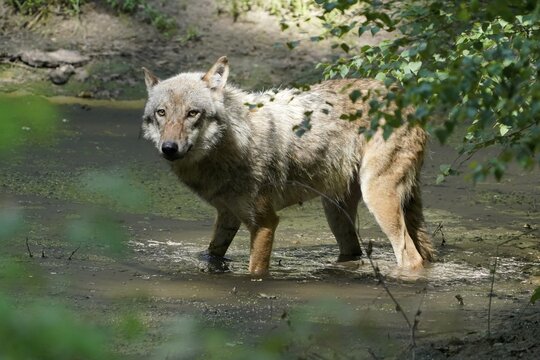 European gray wolf (Canis lupus), in a waterhole, captive