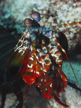 Close-up of a colourful clown mantis shrimp (Odontodactylus scyllarus) with striking eyes, dive site SD, Nusa Ceningan, Nusa Penida, Bali, Indonesia