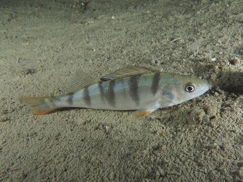A striped fish, river perch (Perca fluviatilis), lies calmly on the sandy bottom. Dive site Terlinden, K&uuml;snacht, Lake Zurich, Canton Zurich, Switzerland