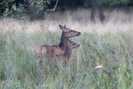 Red Deer (Cervus elaphus), doe with calf, Copenhagen, Denmark