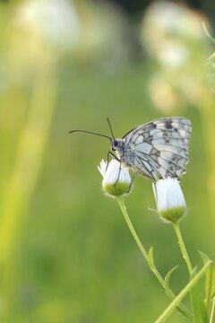 Marbled white (Melanargia galathea), Solms, Hesse