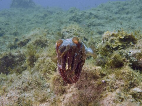 A common cuttlefish (Sepia officinalis) is seen from the front, hovering above an algae-covered seabed, at the El Cabron Marine Reserve dive site, Arinaga, Gran Canaria, Spain, Europe, Atlantic Ocean