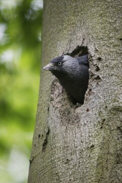 Corvus monedula, jackdaw, tree-breeding jackdaws, tree breeders, birds, corvidae family of birds, high size, portrait format, passeri, corvids, songbirds, birds