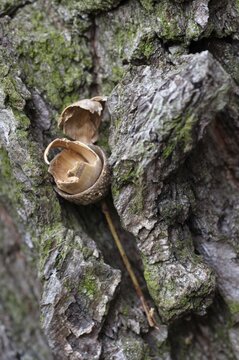Anvil, birds, high size, portrait format, nuthatch smiths, woodpecksmiths, birds