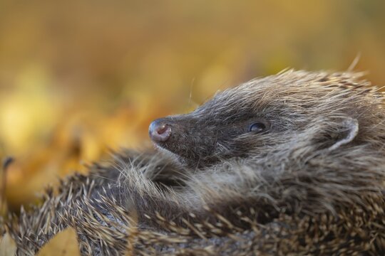 European hedgehog (Erinaceus europaeus) adult animal resting on fallen autumn leaves, England, United Kingdom