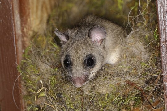 Edible dormouse (Glis glis) looks out of his nest, Siegerland, North Rhine-Westphalia, Germany